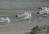 Ring-billed Gull at Hole Haven Creek (Steve Arlow) (119036 bytes)